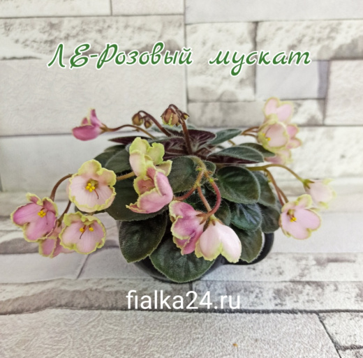 ЛЕ-Розовый Мускат