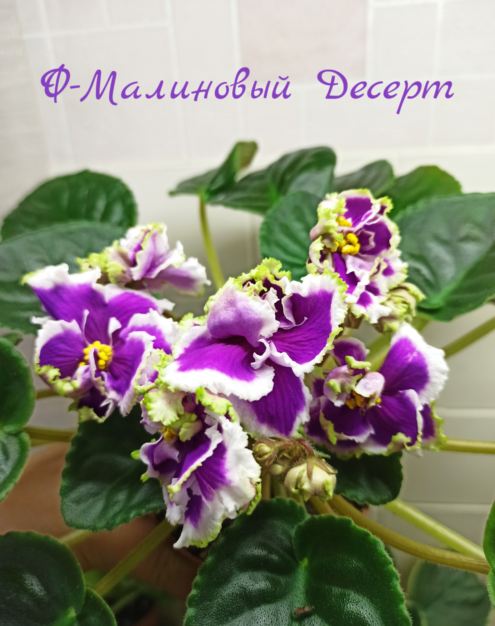 Ф-Малиновый Десерт