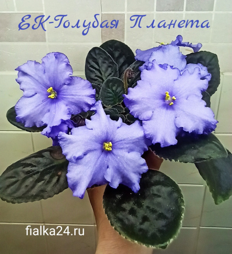 ЕК-Голубая Планета