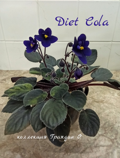 Diet Cola (G.Boone)