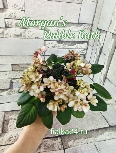 Morgan's Bubble Bath (Eros)