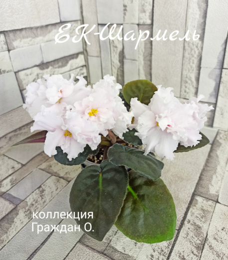 ЕК-Шармель