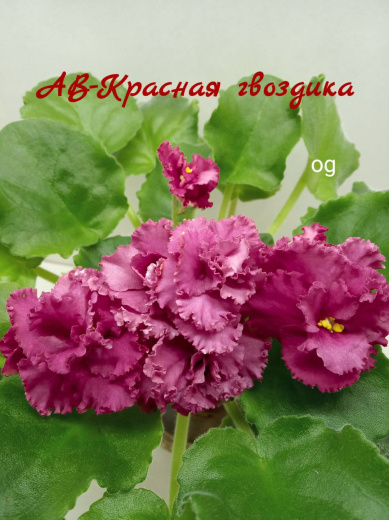 АВ-Красная гвоздика 