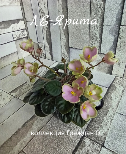 ЛЕ-Ярита