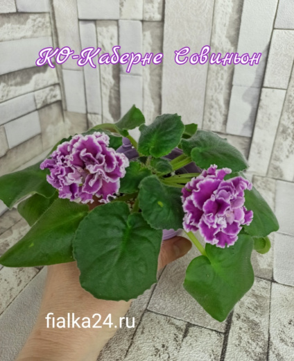 КО-Каберне Совиньон
