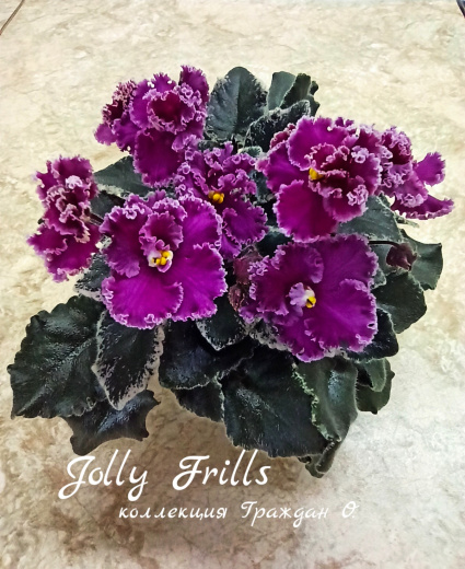 Jolly Frills (Pittman)