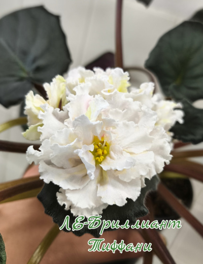 ЛЕ-Бриллиант Тиффани