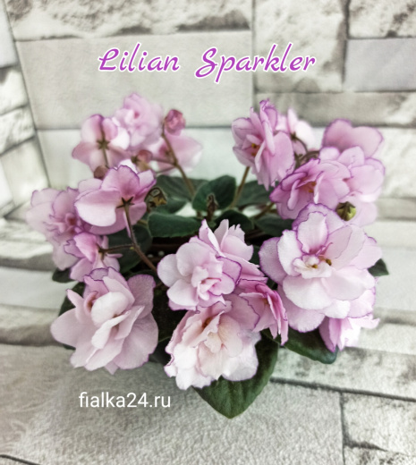 Lilian Sparkler (Champion)