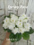 Spring Rose (Sorano)