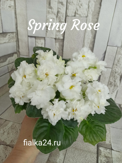 Spring Rose (Sorano)