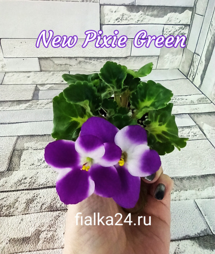 New Pixie Green (McDonald)