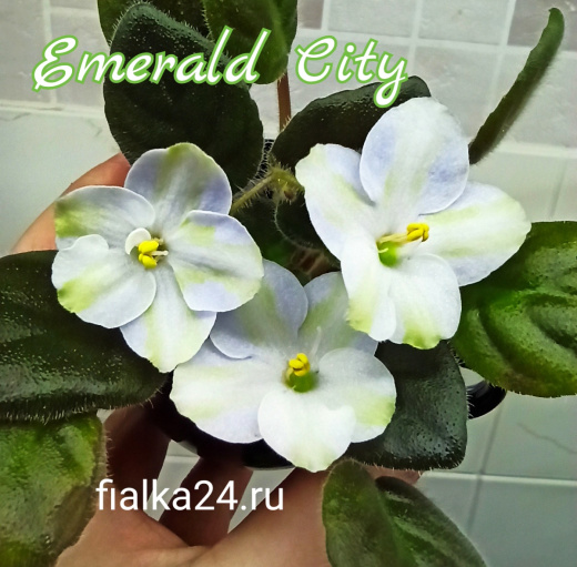 Emerald City (Sorano)