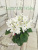 Lunar Lily White (Dates)