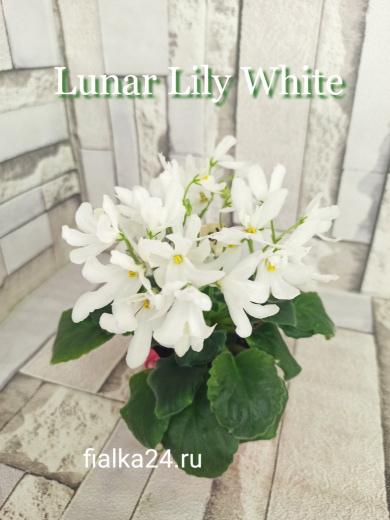 Lunar Lily White (Dates)