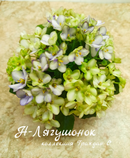Н-Лягушонок