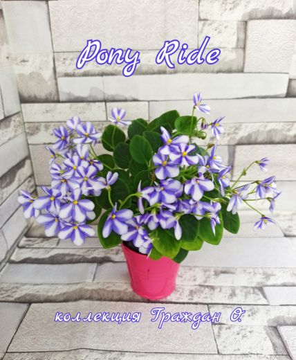 Pony Ride (Sorano)