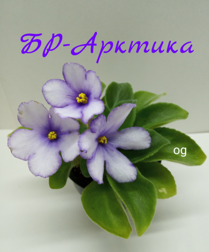 БР-Арктика 