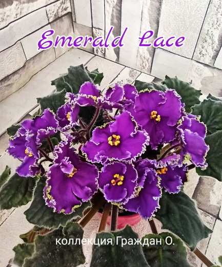 Emerald Lace (Swift)