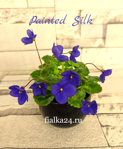 Painted Silk (Stokes)