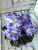 Shirl's Hawaiian Lei (Sanders)