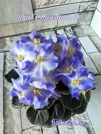 Shirl's Hawaiian Lei (Sanders)