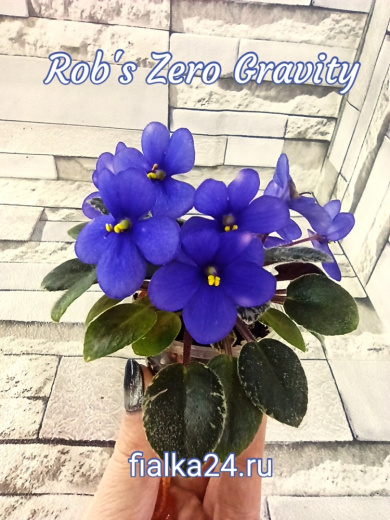 Rob’s Zero Gravity (Robinson)