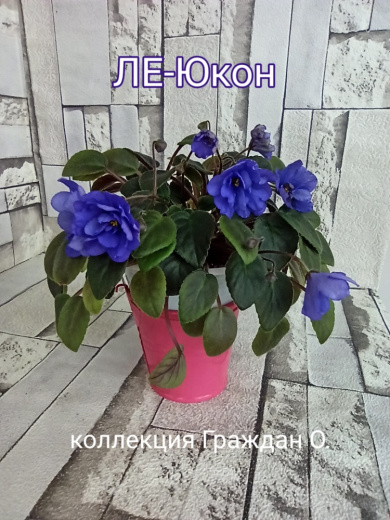 ЛЕ-Юкон