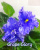 Grape Glory (LLG/Sorano)