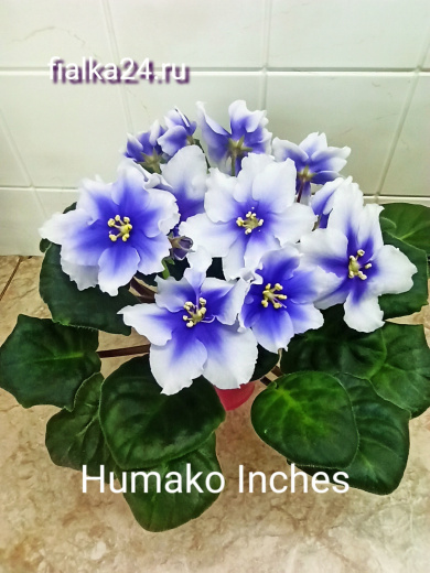 Humako Inches (Humako)