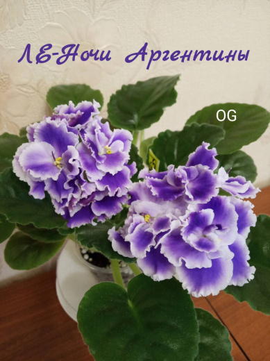 ЛЕ-Ночи Аргентины