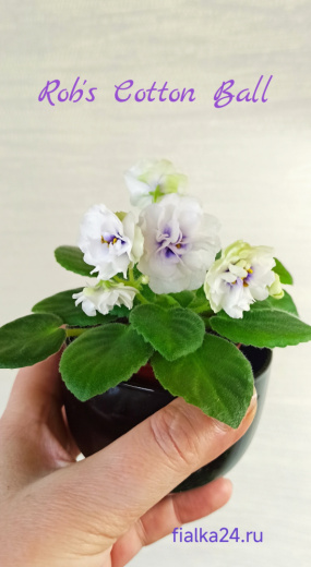 Rob's Cotton Ball (Robinson)