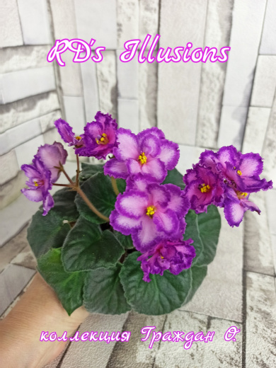 RD’s Illusions (R&D.Townsed)