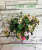 Pink Mint (Sorano)