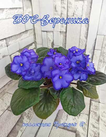 БОС-Вероника (Баронов)