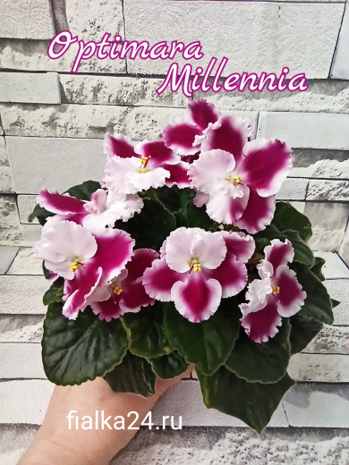 Optimara Millennia (Holtkamp)