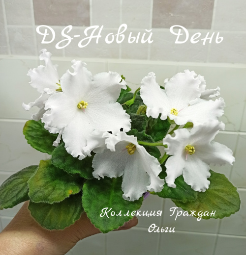 DS-Новый День