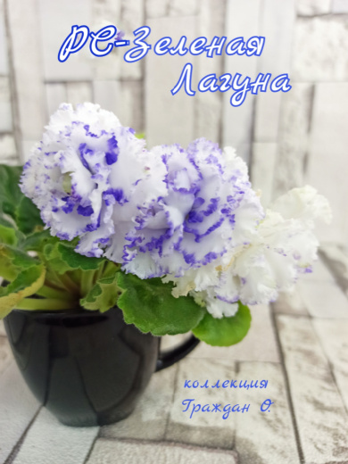 РС-Зеленая Лагуна