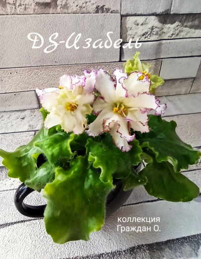 DS-Изабель