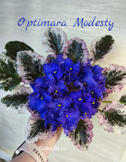 Optimara Modesty (Holtkamp)