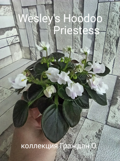 Wesley's Hoodoo Priestess (Carter)