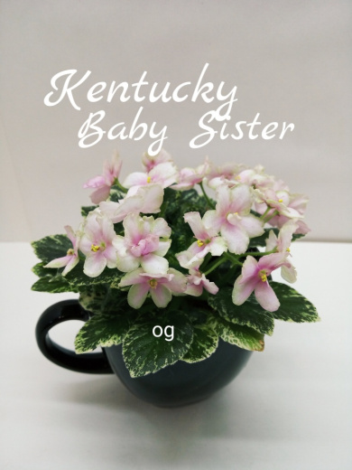Kentucky Baby Sister (Rollins)