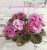 Grandma's Love (LLG/Sorano)