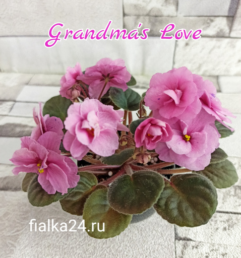 Grandma's Love (LLG/Sorano)