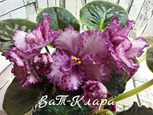 ВаТ-Клара