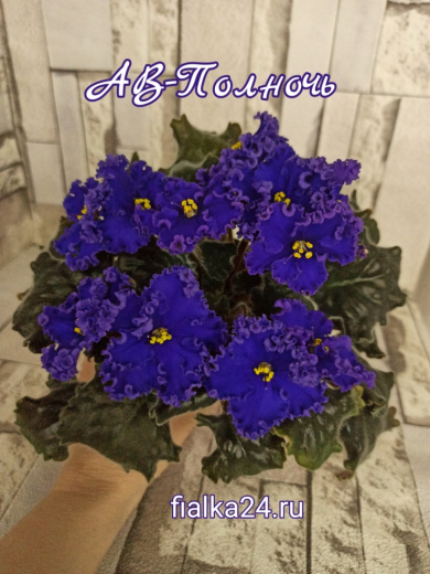 АВ-Полночь