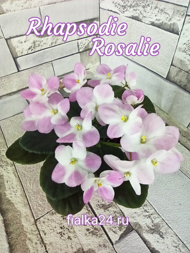 Optimara Rhapsodie Rosaliе (Holtkamp)
