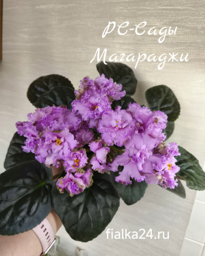 РС-Сады Магараджи