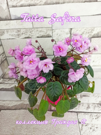 Taita Safina (Humako)