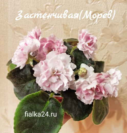 Застенчивая (Морев)