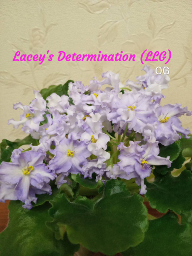 Lacey’s Determination (LLG)